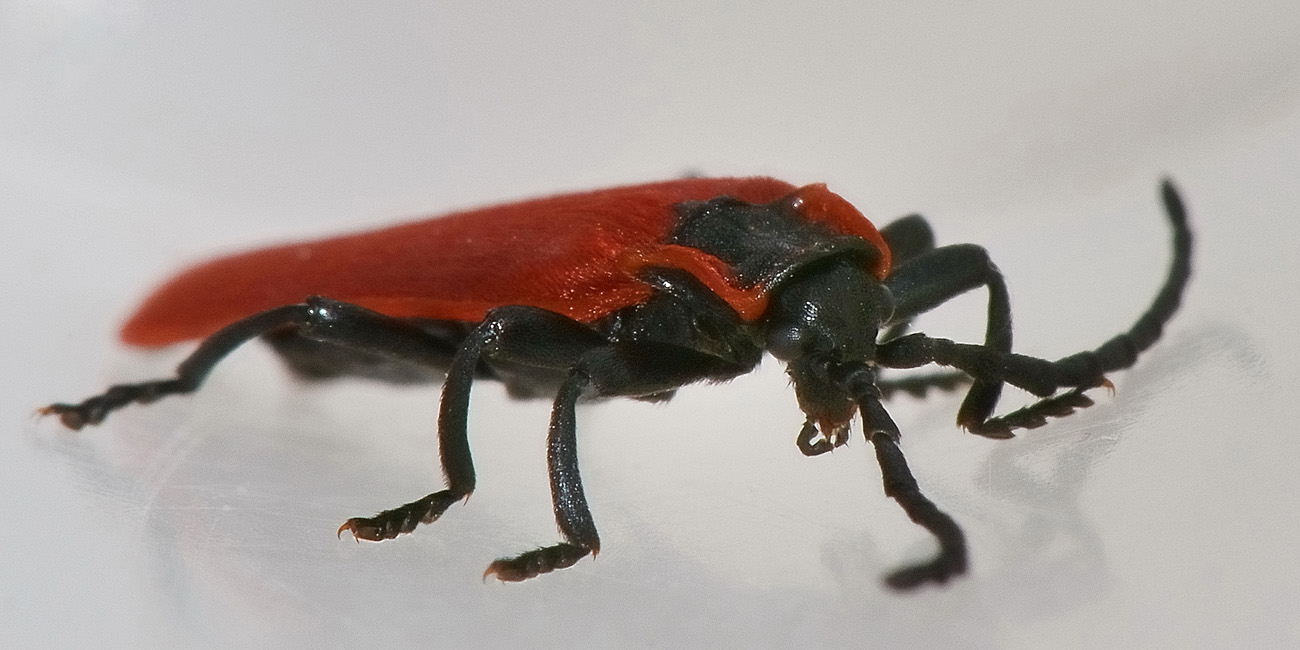 Lygistopterus anorachilus (Lycidae)